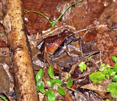 Physalaemus cuvieri