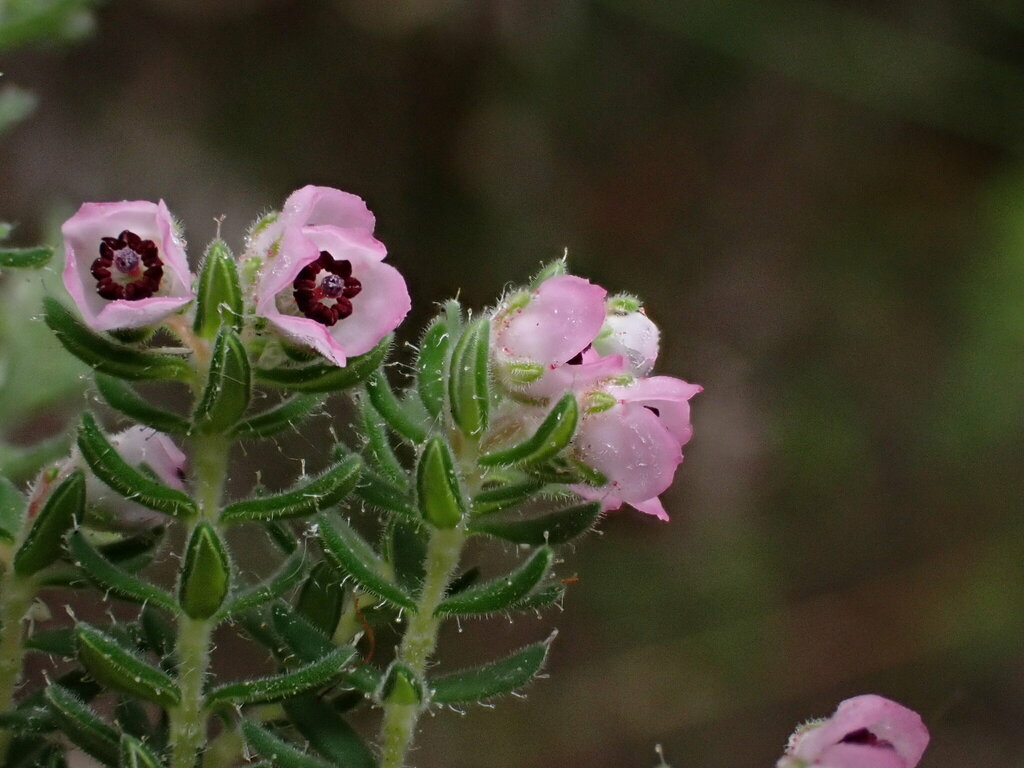 Erica eriocodon