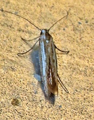 Scythrididae