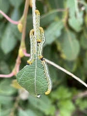 Euura pavida