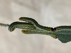 Euura pavida