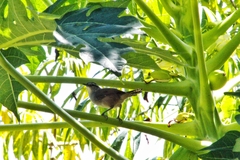 Cantorchilus zeledoni