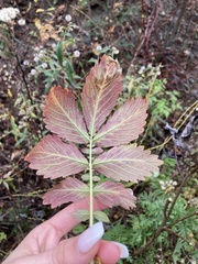 Agrimonia striata