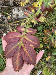 Agrimonia striata