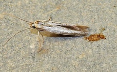 Scythrididae