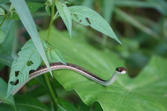 Dendrelaphis pictus