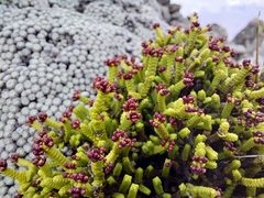 Veronica quadrifaria