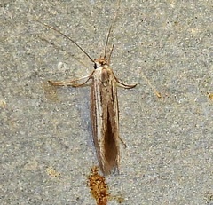 Scythrididae