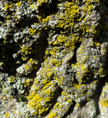 Candelariella efflorescens