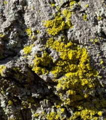 Candelariella efflorescens