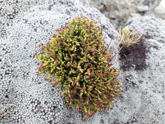 Veronica quadrifaria