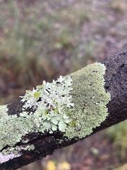 Parmotrema submarginale