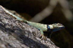 Sceloporus cyanogenys