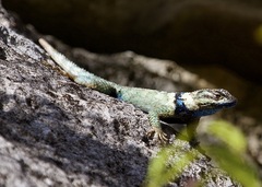 Sceloporus cyanogenys