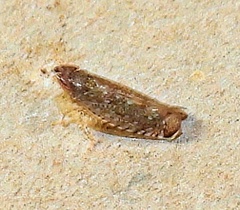 Scaphytopius