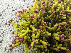Veronica quadrifaria