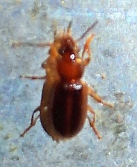 Stenolophini