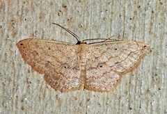 Scopula umbilicata