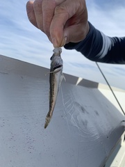 Leptocottus armatus