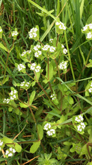Valerianella