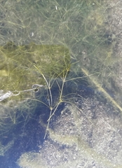 Zannichellia palustris