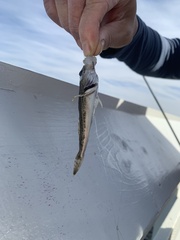 Leptocottus armatus