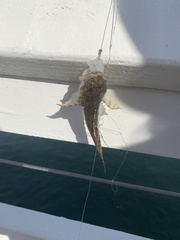 Leptocottus armatus