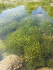 Zannichellia palustris