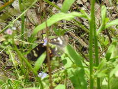 Phalaenoides tristifica