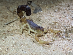 Parabuthus granulatus