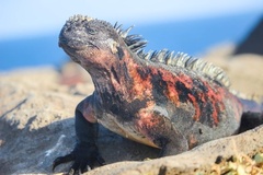 Amblyrhynchus cristatus