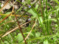 Phalaenoides tristifica