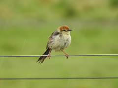 Cisticola tinniens
