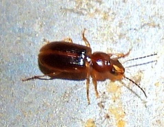 Stenolophini