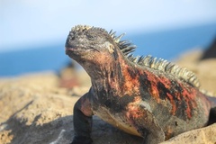 Amblyrhynchus cristatus