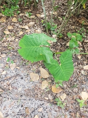 Tracheophyta