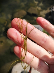 Zannichellia palustris