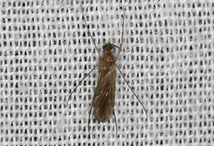 Keroplatidae