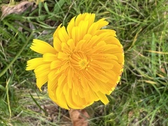 Scorzoneroides autumnalis