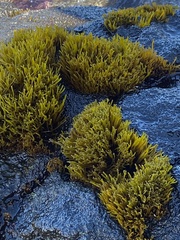 Ahnfeltiopsis concinna