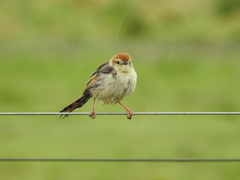 Cisticola tinniens