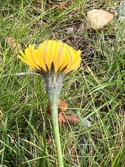 Scorzoneroides autumnalis