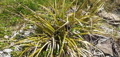Cyperus ustulatus