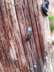 Armadillidium pictum