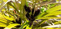 Cyperus ustulatus