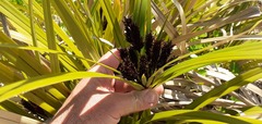 Cyperus ustulatus