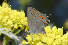 Satyrium californica