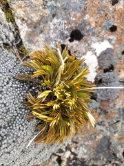 Aciphylla monroi