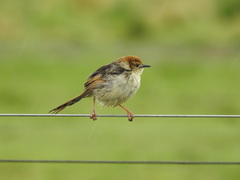 Cisticola tinniens
