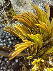 Aciphylla monroi